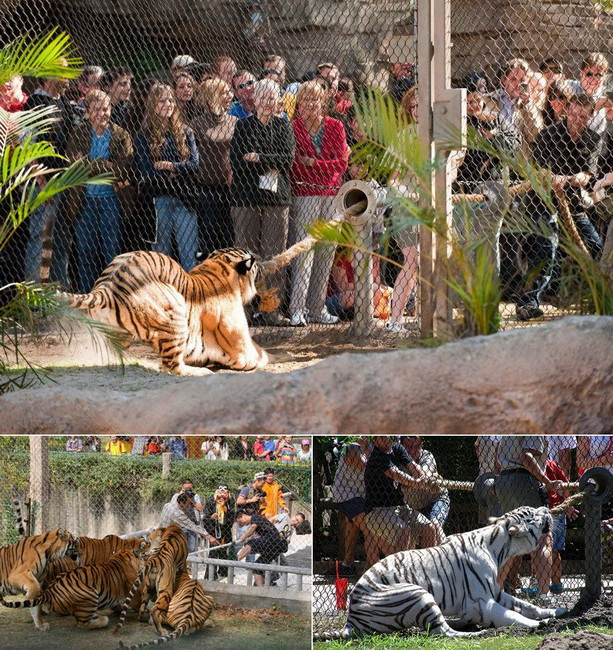 613x650, 262 Kb / тигр, зоопарк, канат, клетка