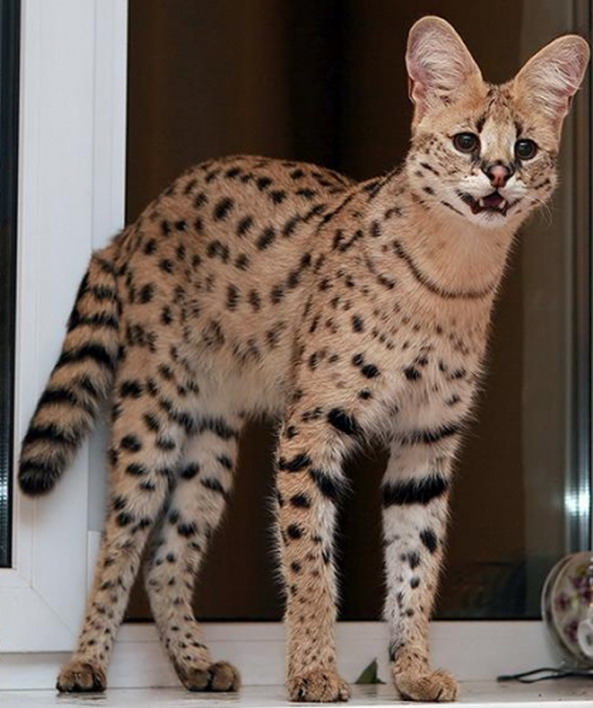 593x708, 102 Kb / сервал, саванна, кошка, окно