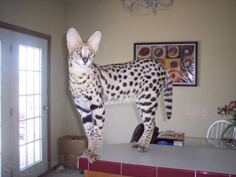 800x600, 44 Kb / Сервал, кошка, комната