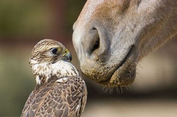 600x397, 135 Kb / сокол, лошадь, кобыла, конь