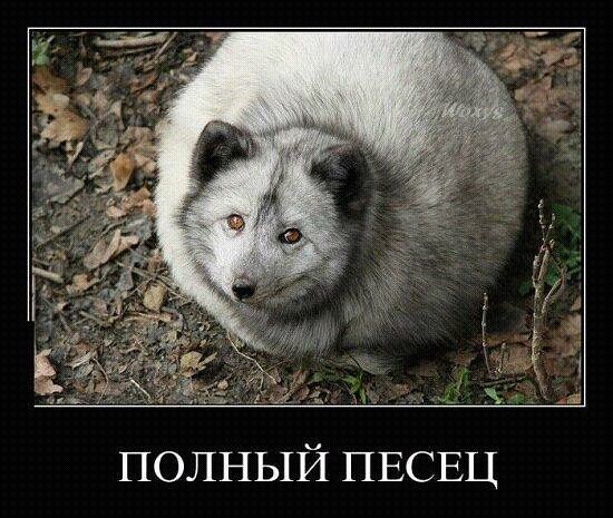 550x465, 66 Kb / песец, полный, демотиватор