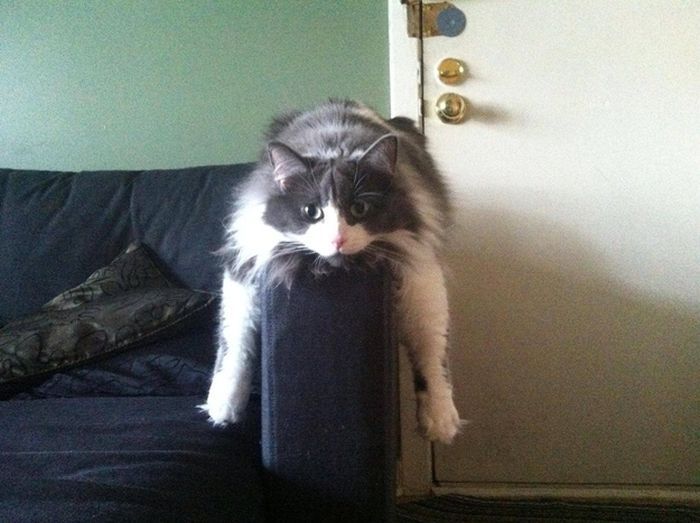 700x523, 61 Kb / кот, диван