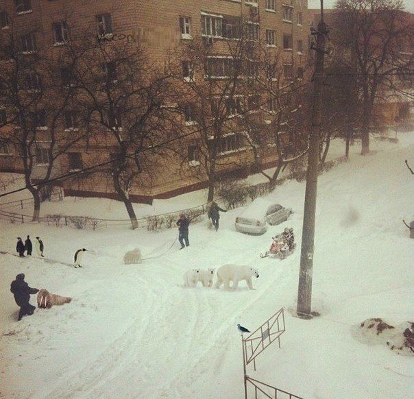 604x582, 73 Kb / россия, снег, улица, стереотипы