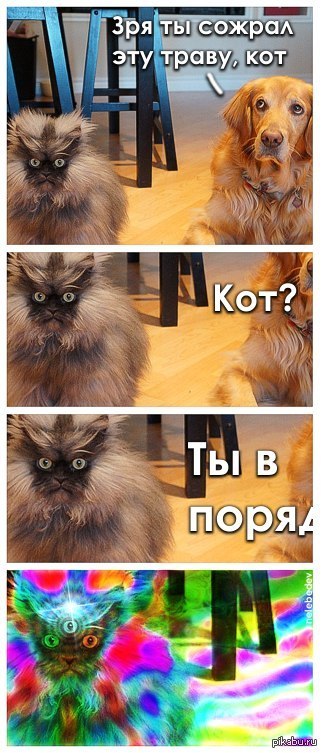 322x753, 82 Kb / кот, собака, трава