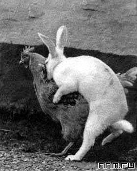 279x348, 18 Kb / кролик, курица, секс