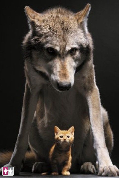 480x720, 120 Kb / котёнок, волчица, взоры