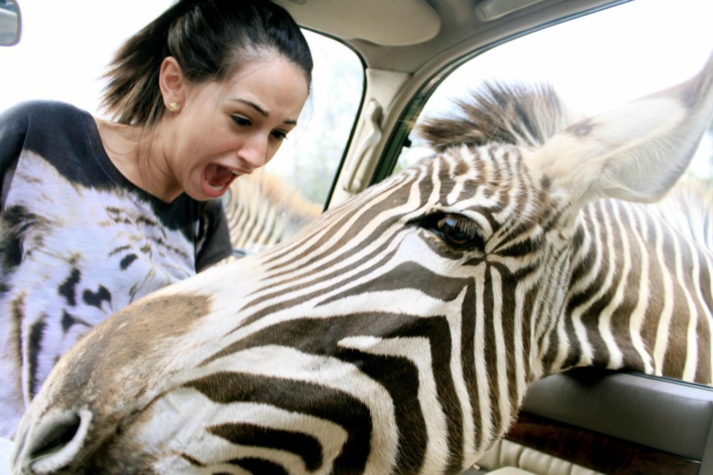 1024x682, 164 Kb / зебра, девушка, машина