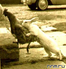 277x289, 14 Kb / кролик, курица