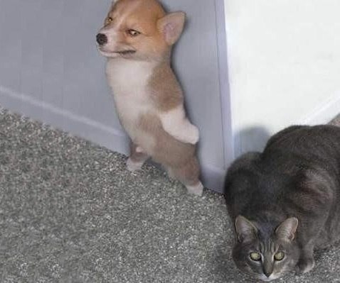 478x399, 34 Kb / кошак, пёс, засада