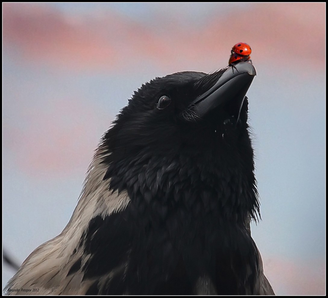 1089x990, 287 Kb / ворона, клюв, божьи, коровки