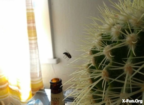 600x439, 63 Kb / муха, самоубийца, кактус