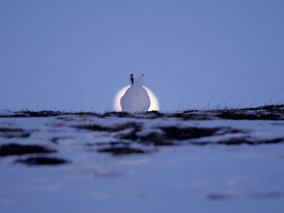 990x742, 145 Kb / луна, заяц, снег