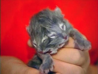 400x300, 11 Kb / Кот, мутант, рука