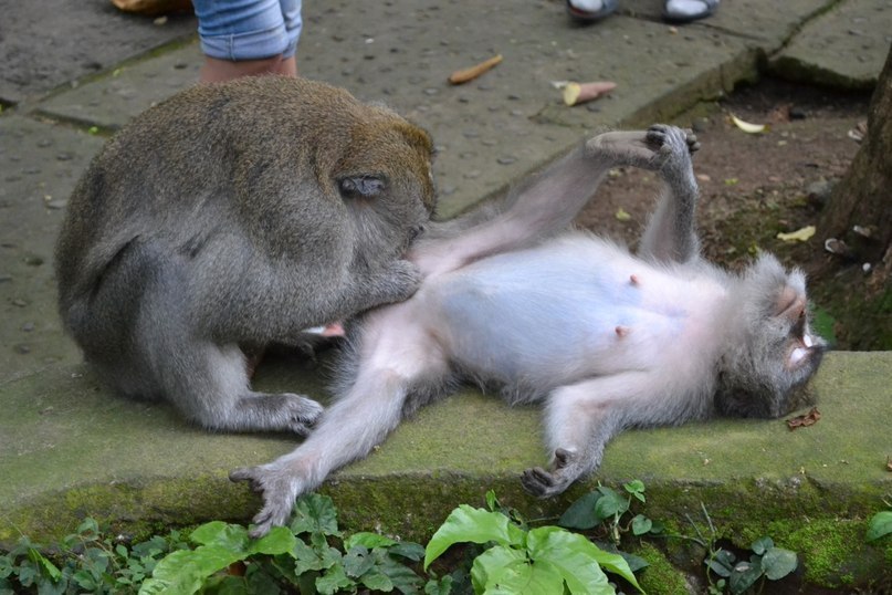 807x538, 100 Kb / макаки, секас, хер найдёшь