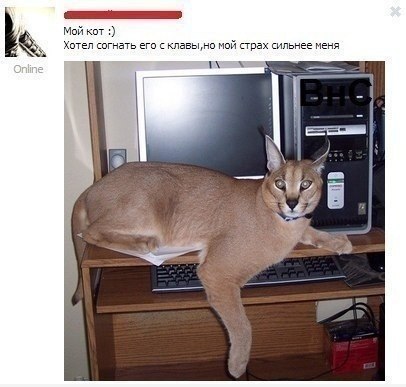 406x387, 34 Kb / каракал, монитор, клавиатура, системник, компьютерный стол, VK