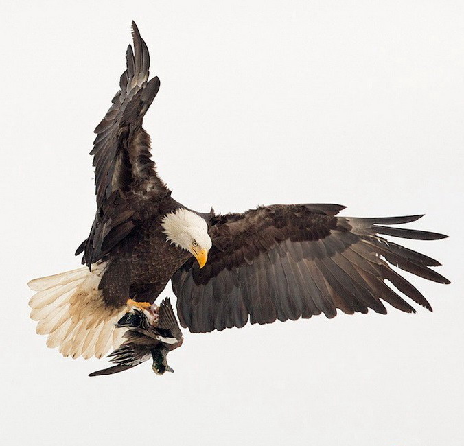 676x650, 84 Kb / Орел, жертва