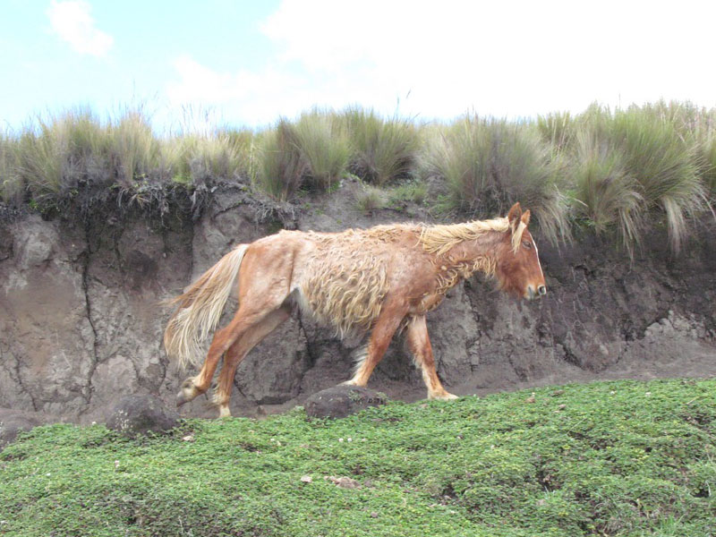 800x600, 161 Kb / волосатая, лошадь, вулкан, эквадор, каямбе
