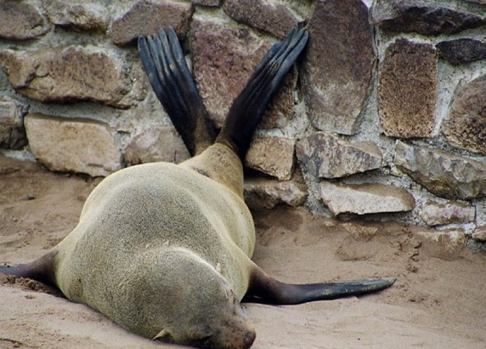 690x495, 121 Kb / Животные, фото, сон