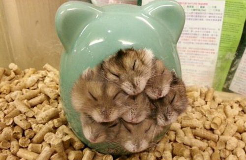 500x325, 50 Kb / хомяк, ваза