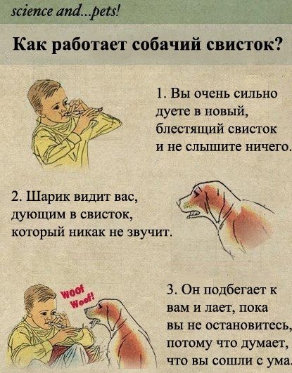 415x531, 117 Kb / свисток, собака, псих