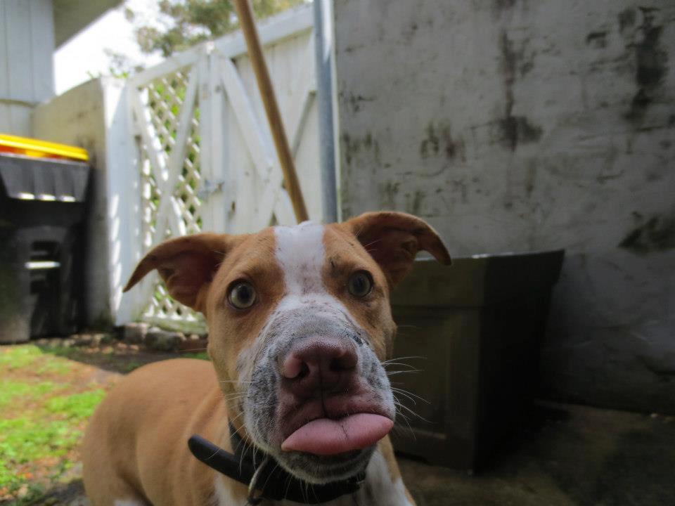 960x720, 60 Kb / собака, язык, бее