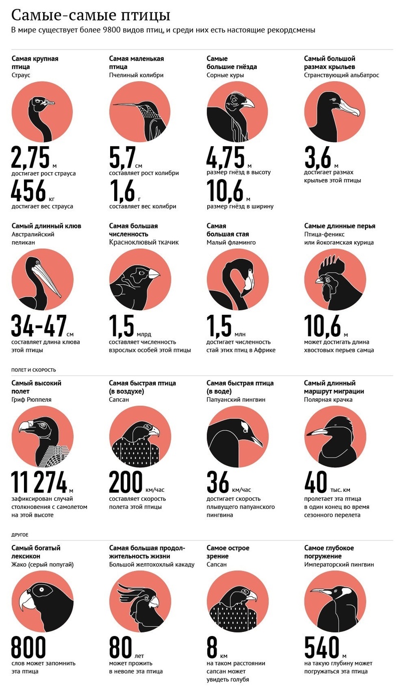 811x1375, 277 Kb / птицы, рекорд, инфо