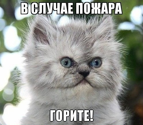 497x437, 71 Kb / пожар, котэ