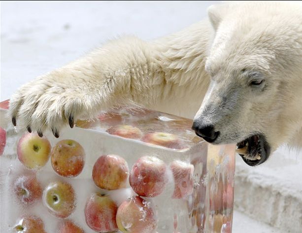 613x472, 46 Kb / медведь, яблоки, лед, белый