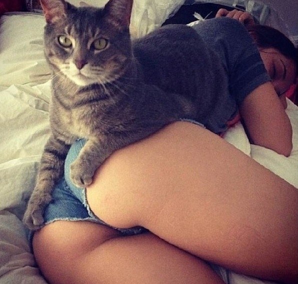 596x568, 81 Kb / кровать, кот, котэ, кошка, задница, попа, спит