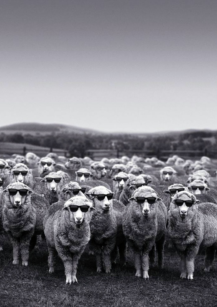 736x1040, 238 Kb / овцы, стадо, очки