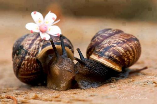 500x332, 25 Kb / улитка, цветок