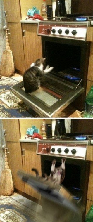 318x760, 63 Kb / кот, духовка, пиндык, шашлык, газ