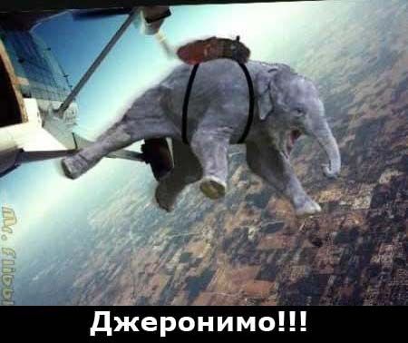 450x378, 47 Kb / слон