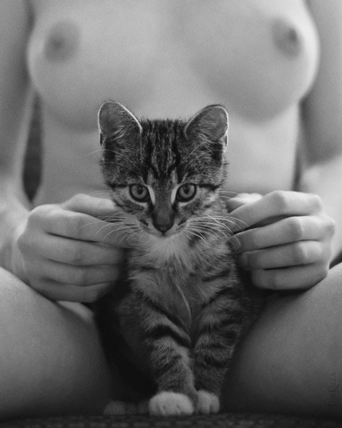 500x625, 101 Kb / котенок, грудь, ч/б