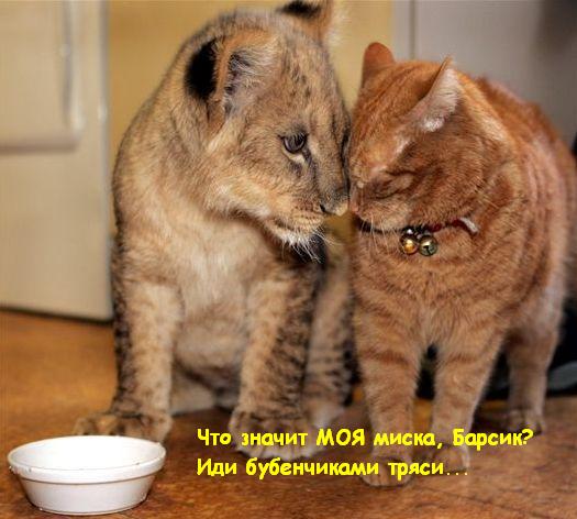 525x472, 40 Kb / тигренок, кот, миска