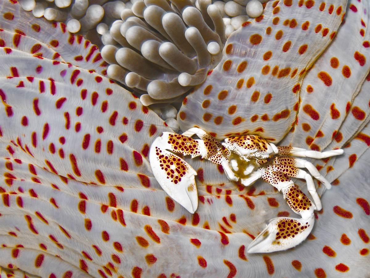 1200x900, 161 Kb / краб