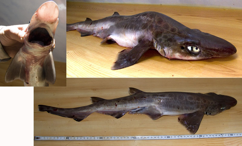 800x483, 78 Kb / рыба