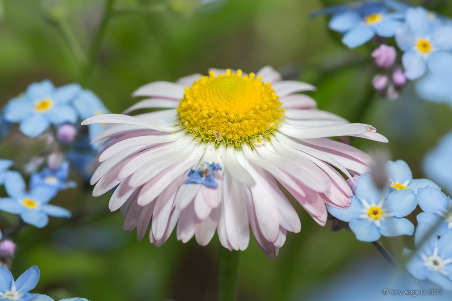 880x587, 226 Kb / ромашка, цветок