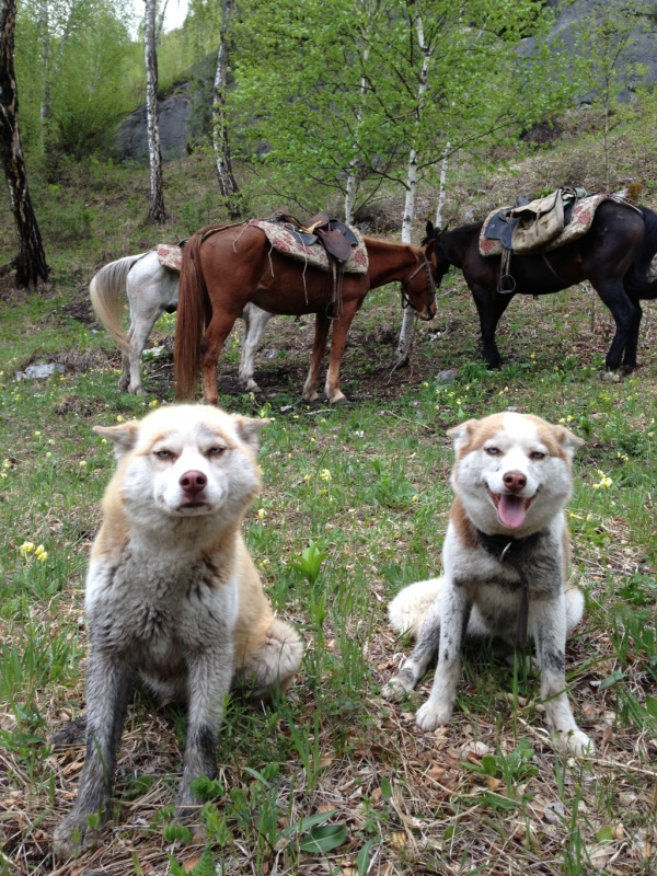 600x800, 270 Kb / собаки, язык, лошади