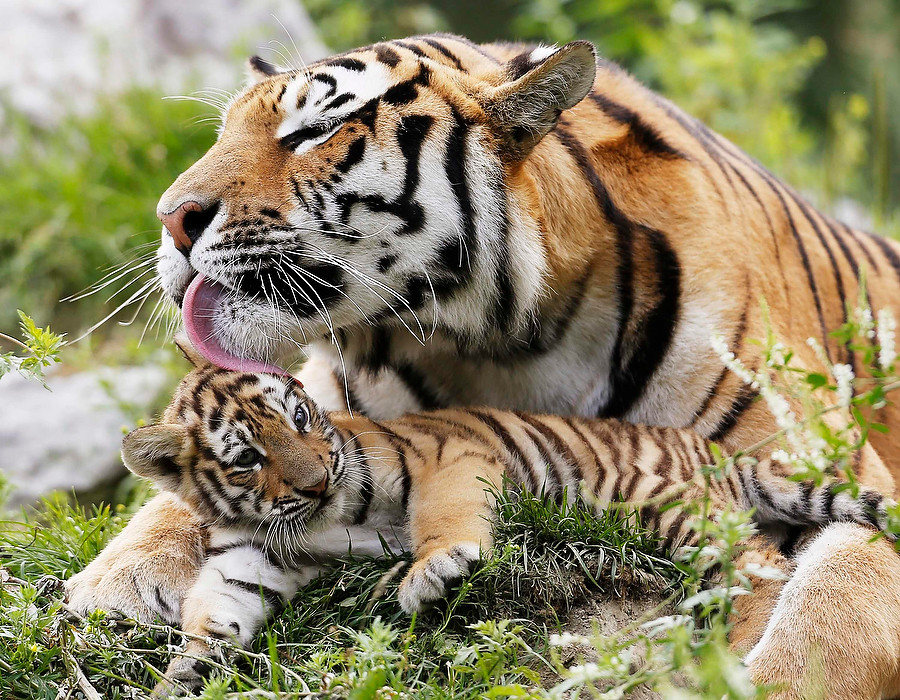 900x700, 291 Kb / тигрица, тигренок