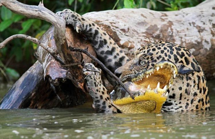 750x486, 81 Kb / ягуар, крокодил, река