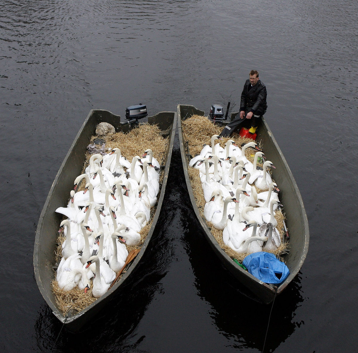 1200x1182, 298 Kb / лебеди, лодки, моторка, мазай