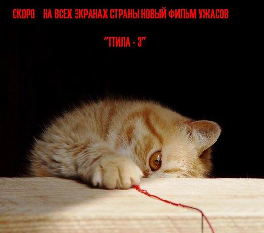 545x480, 26 Kb / Кот, рыжий, лапа, когти