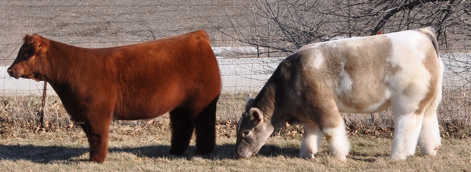 1600x587, 291 Kb / коровы, две, пушистые