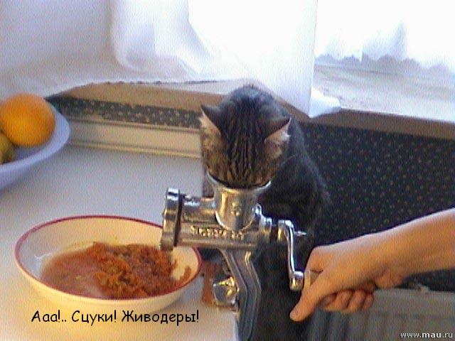 640x480, 48 Kb / мясорубка