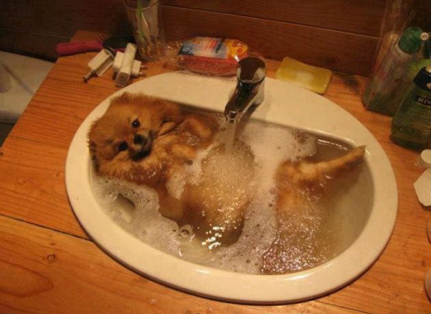 630x459, 72 Kb / раковина, вода, собака