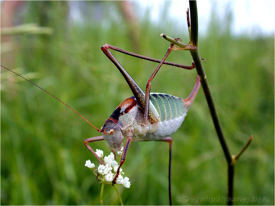 935x702, 113 Kb / кузнечик, цветок