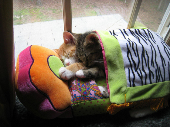 560x420, 133 Kb / кот, кровать, окно