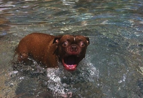 575x393, 87 Kb / вода, пес