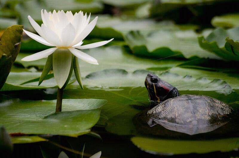 800x531, 47 Kb / лилия, черепаха, кувшинка